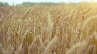 麦田。 一股<strong>金色</strong>的小麦。 阳光相机下的乡村风景慢镜头。 1920x1080